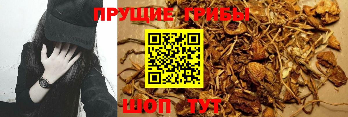 Красноуфимск  Псилоцибиновые грибы MAGIC MUSHROOMS  Вход с VPN 